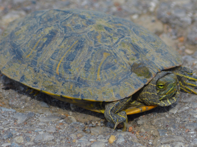 Turtle